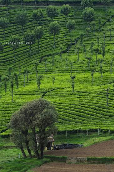 Ooty 